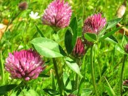 Red clover 1 kg