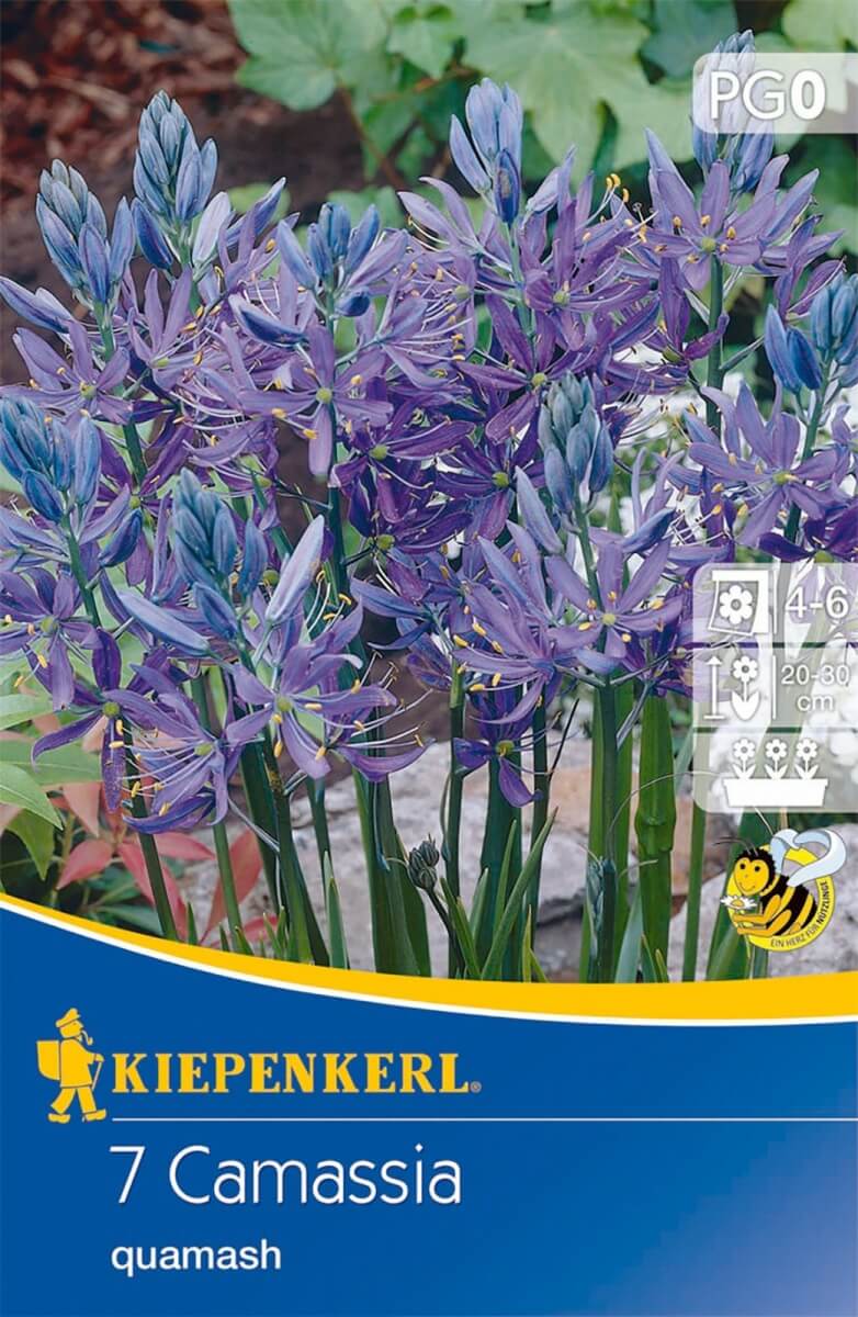 Virághagyma Prérigyertya (Camassia) 7 db Kiepenkerl