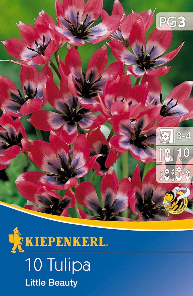 Flower bulb Tulip Little Beauty 10 pcs Kiepenkerl