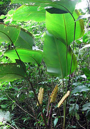 Zebra leaf (Calathea crotalifera) 2 grains