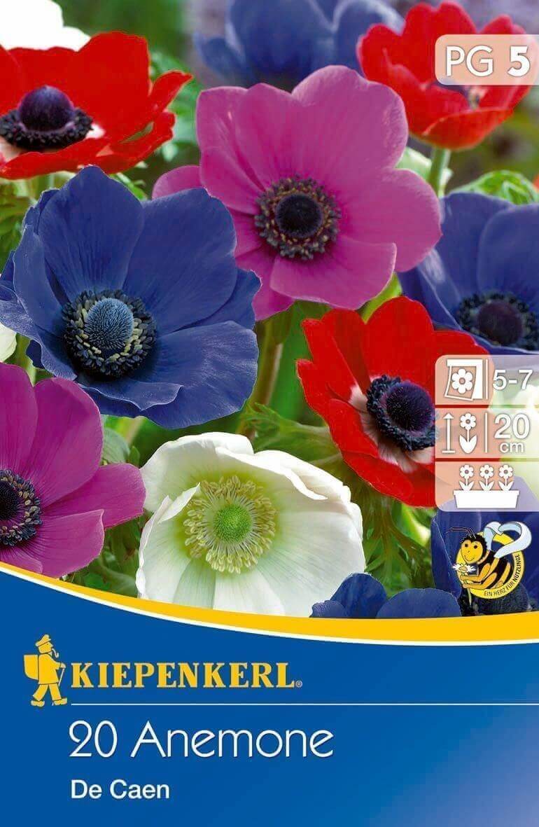 Bulb Anemone (Anemone) colour mix De Caen 20 pcs Kiepenkerl