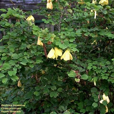 Yellow-flowered orchid tree (Bauhinia tomentosa) 5 seeds