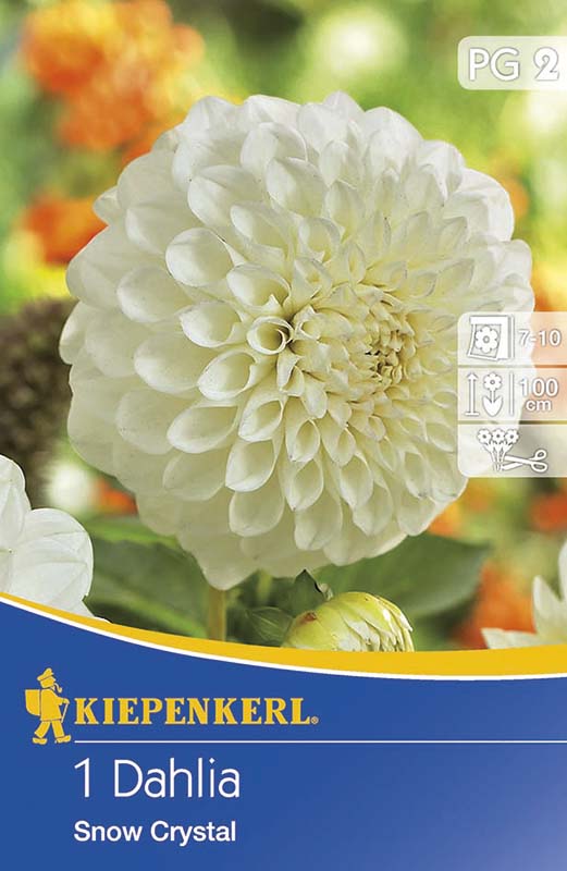 Bulb Dahlia Snow Crystal 1 piece