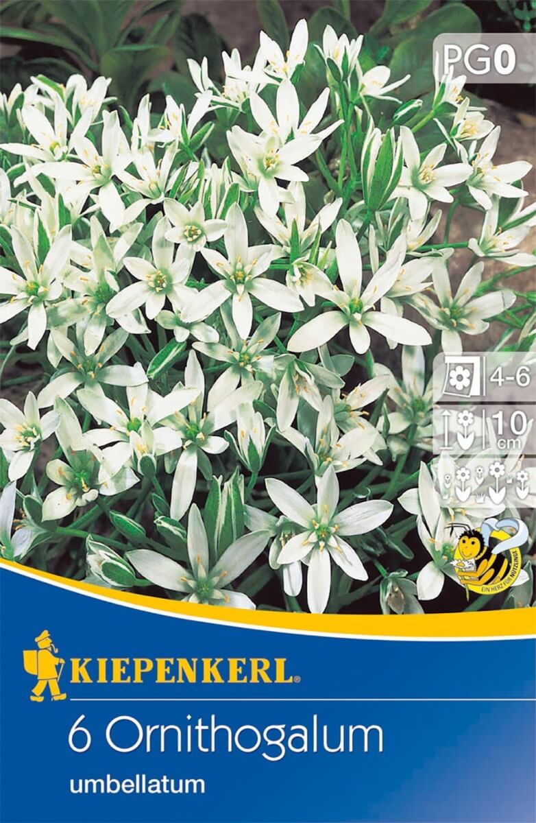 Virághagyma Ernyős madártej (Ornithogalum) 6 db Kiepenkerl