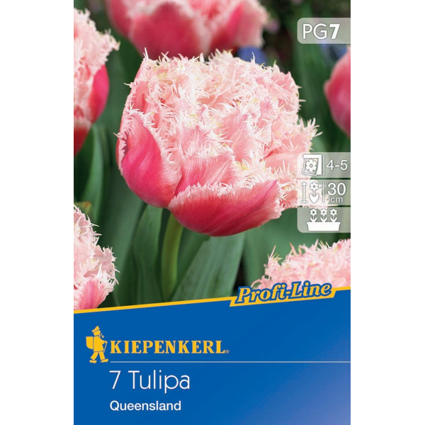 Virághagyma Tulipán Queensland Kiepenkerl 7 db