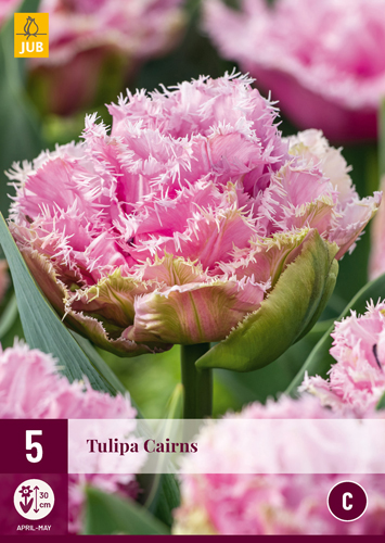 Flower Bulb Tulip Cairns 5 pieces JUB