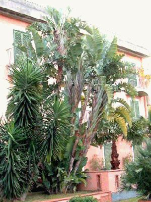 Travellers' palm (Ravenala madagascariensis) 5 seeds