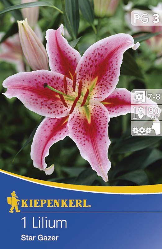 Virághagyma Liliom Kiepenkerl Stargazer 2 db