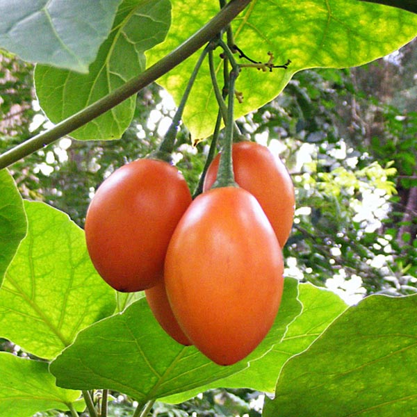 Tamarillo (Solanum betaceum) 5 grains