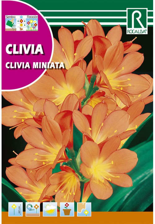 Clivia miniata (Clivia miniata) Rocalba