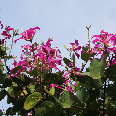 Lilavirágú orchideafa (Bauhinia purpurea) 5 szem