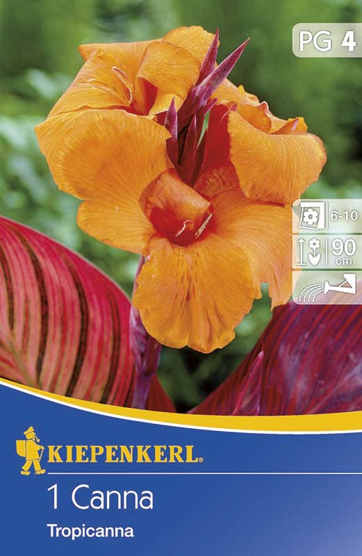 Flower bulb Canna Tropicana 1 piece