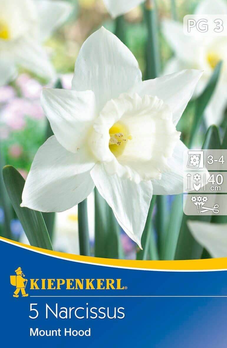 Flower Bulb Trumpet Flower Daffodil Mount Hood 5 pcs Kiepenkerl