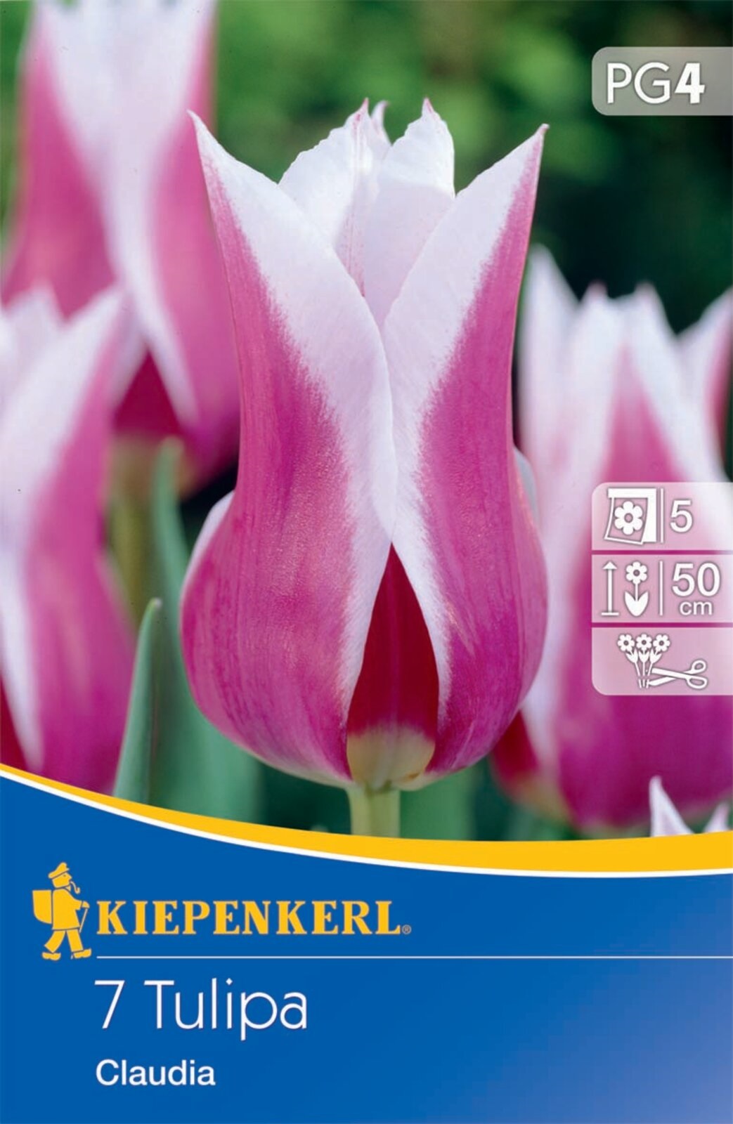 Virághagyma Tulipán liliomvirágú Claudia 7 db Kiepenkerl