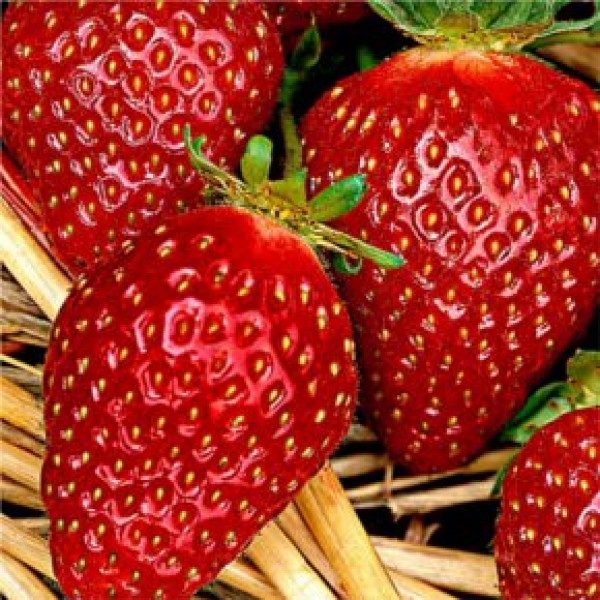 Strawberries Crown Kiepenkerl 5 pcs