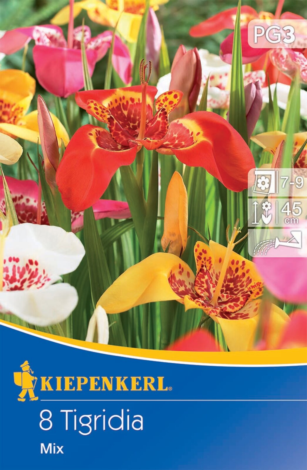 Bulbs Tiger Flower colour mix Kiepenkerl 8 pcs