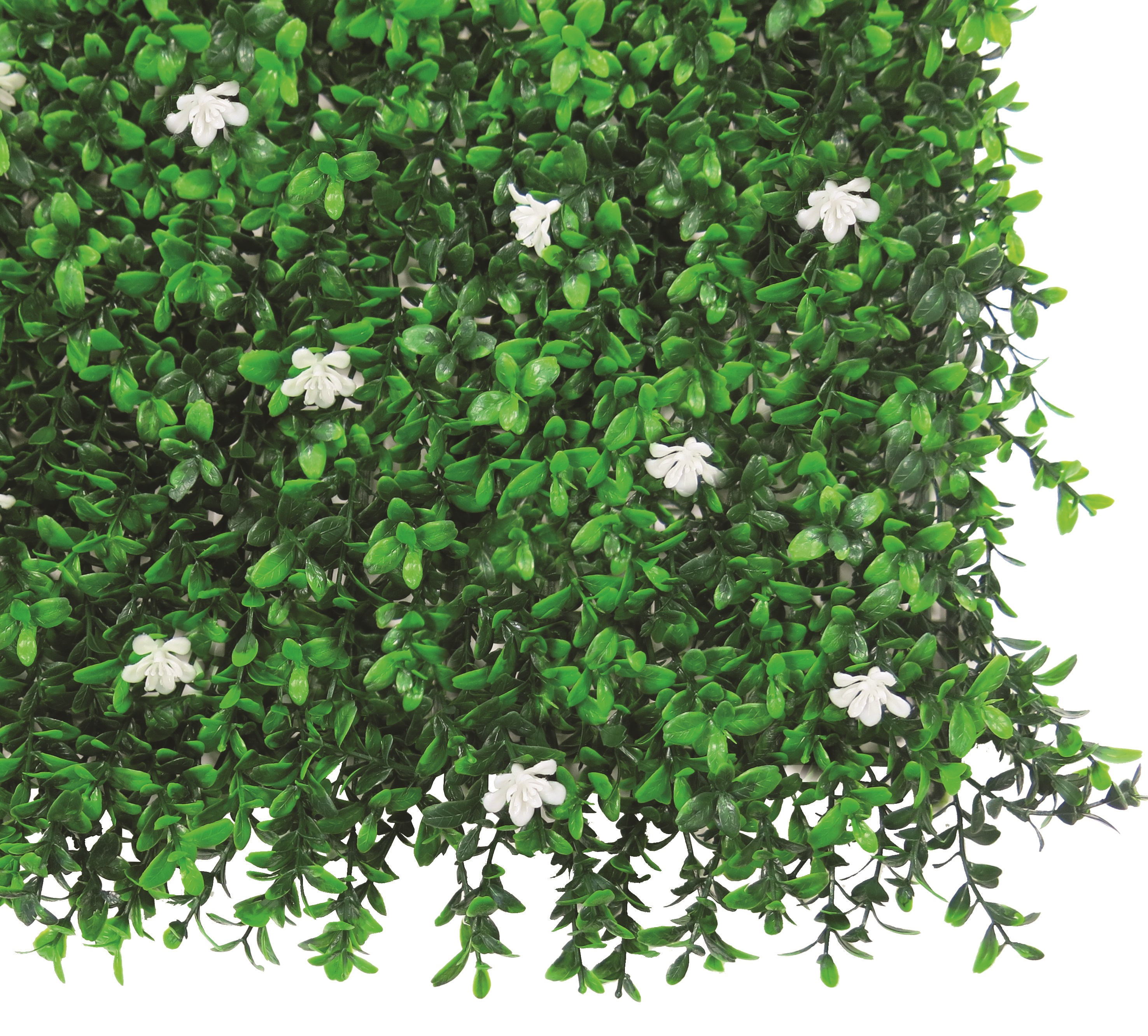 Green wall with Jasmine Vertical Jasmin 1x1 m