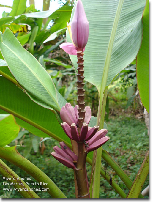 Purple Banana (Musa ornata) Purple Flower 5 seeds