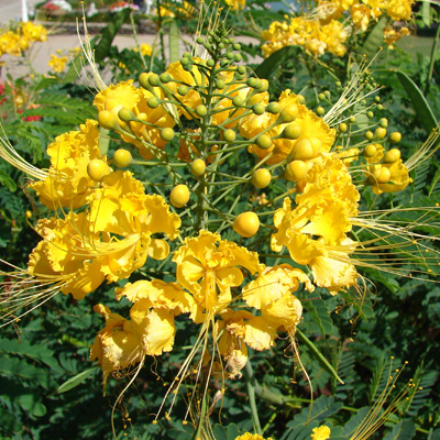 Mexican butterfly tree (Caesalpinia mexicana) 5 seeds