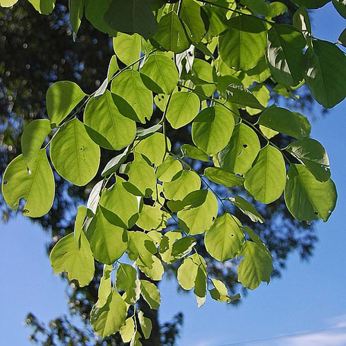 Rosewood (Dalbergia latifolia) 5 seeds