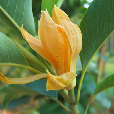 Lily tree (Magnolia champaca) 5 seeds