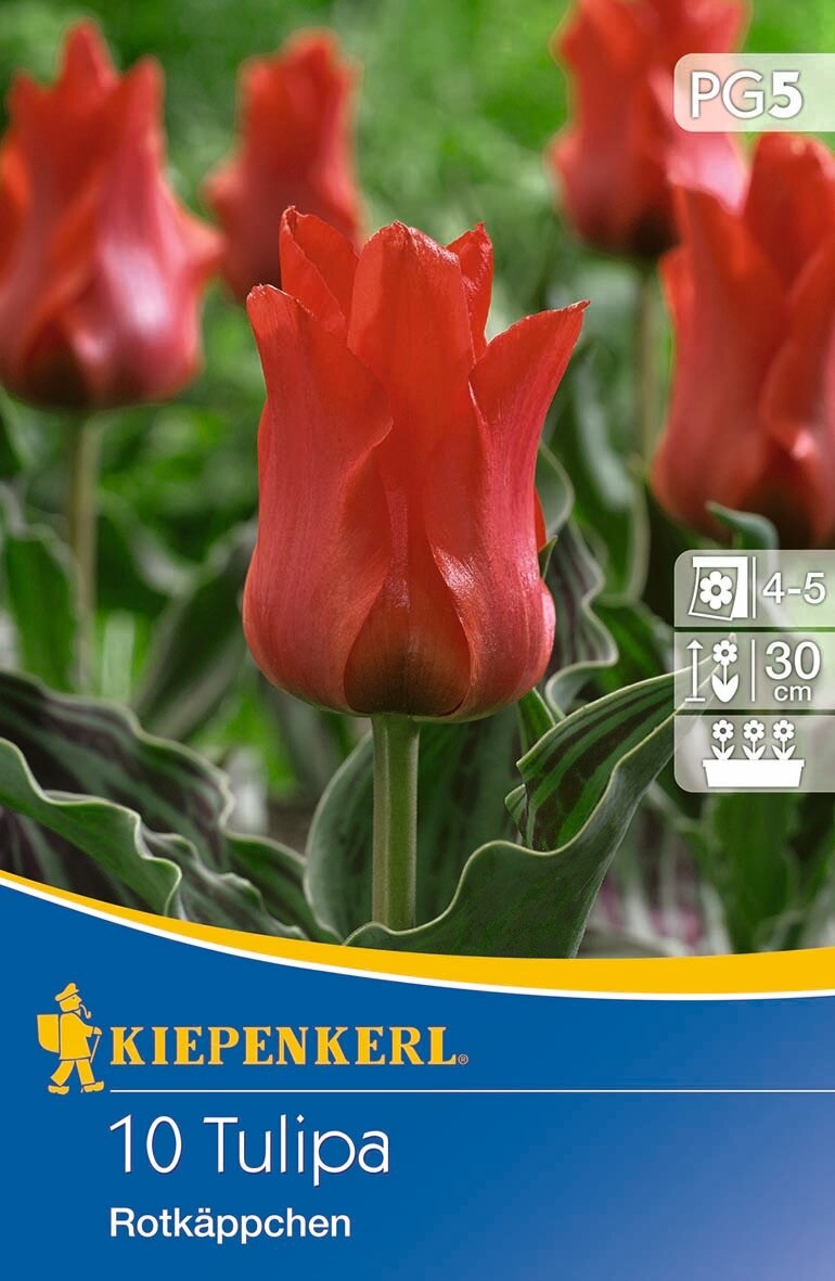 Flower bulb Tulip Rotkappchen 10 pcs Kiepenkerl