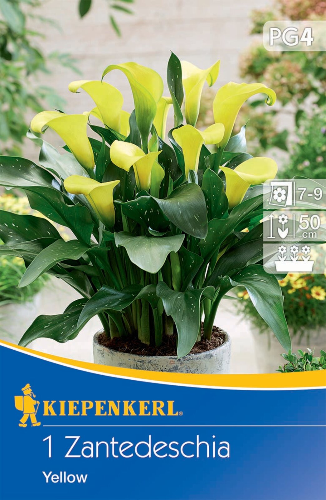 Virághagyma Kála (Zantedeschia) sárga Kiepenkerl 1 db