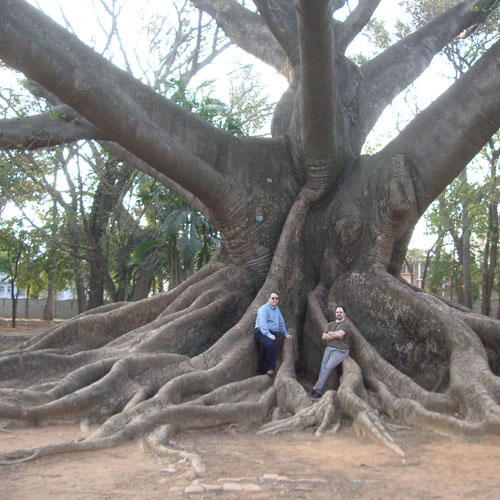 Kapok fa (Ceiba pentandra) 5 szem