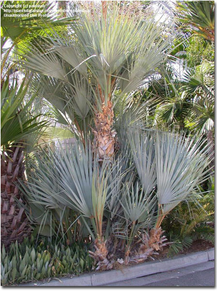 Silver Mazari Palm (Nannorrhops arabica Silver) 5 grains