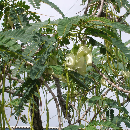 Fehérvirágú kolibrifa (Sesbania grandiflora) 5 szem