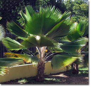 Fiji Palm (Pritchardia pacifica) 5 seeds