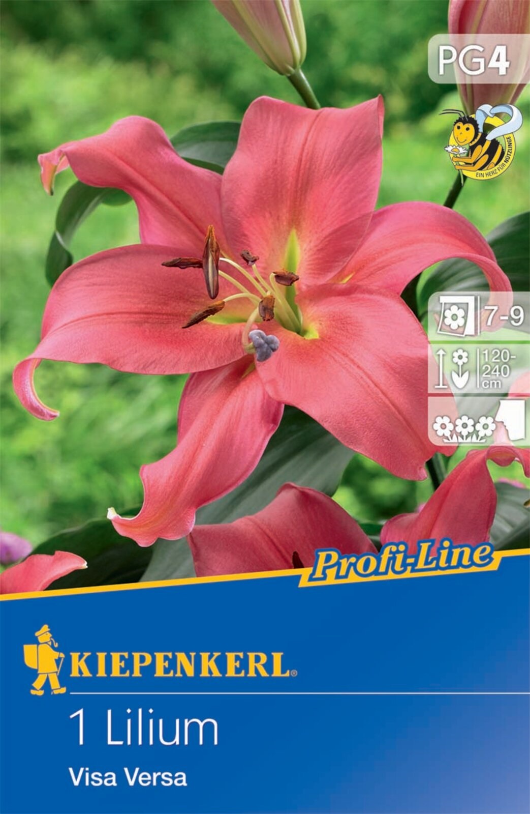 Flower bulb Lily Visa Versa Profi-line Kiepenkerl 1 pc