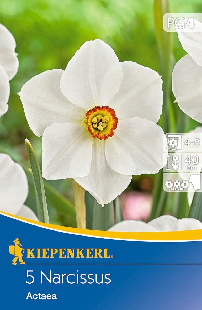 Bulbs Narcissus Actaea 5 pcs Kiepenkerl