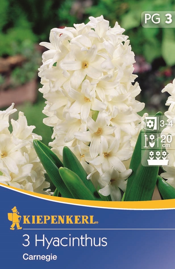 Hyacinth onion, open field Kiepenkerl Carnegie 3 pcs