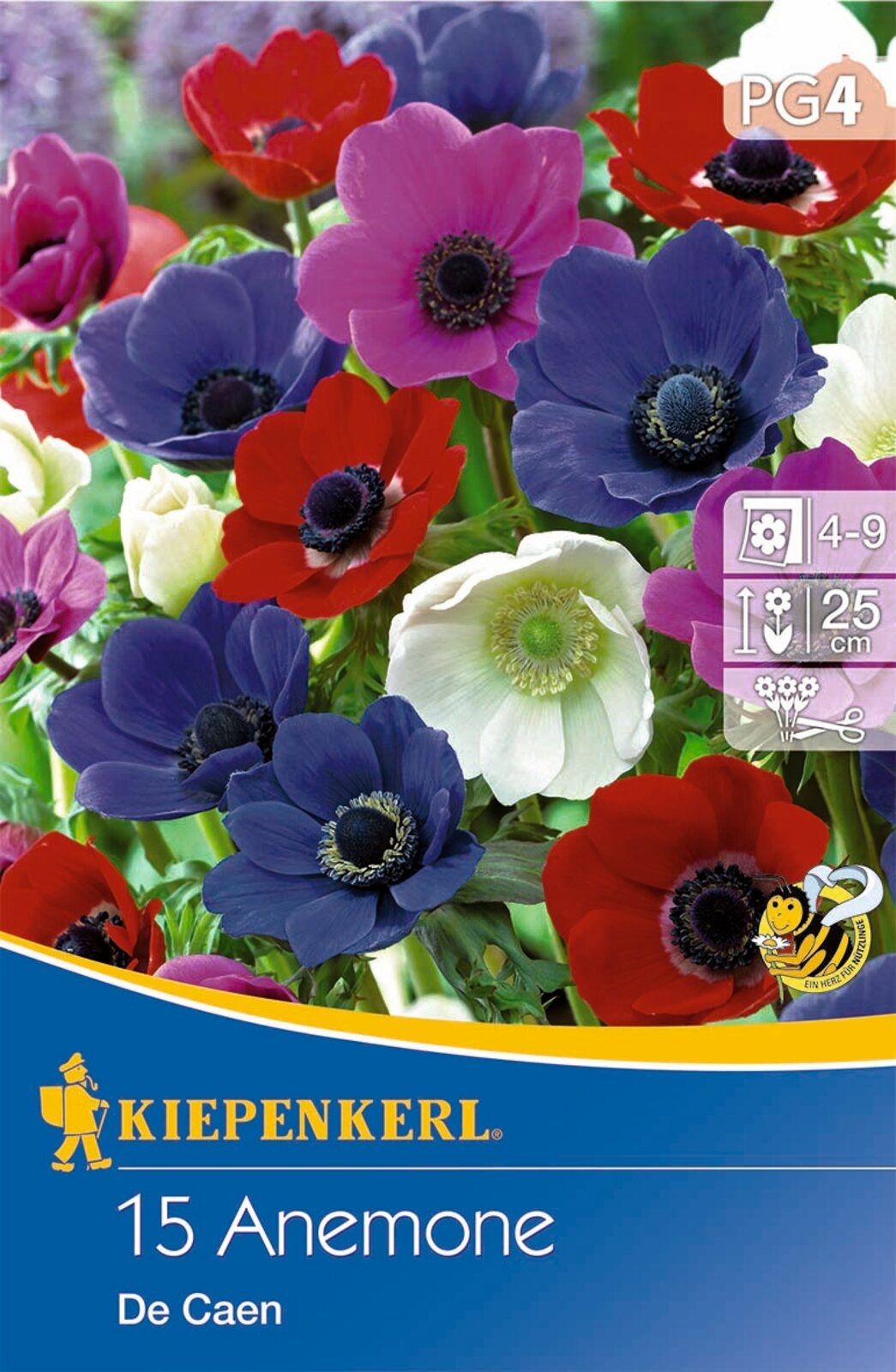 Flower bulb Anemone De Caen (single flower colour mix) Kiepenkerl 15 pcs