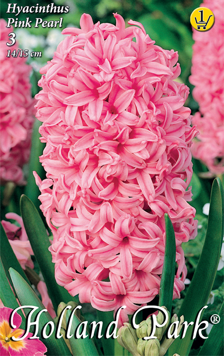 Flower Bulb Hyacinth Pink Pearl 3 pcs Garden Seed from Rédei