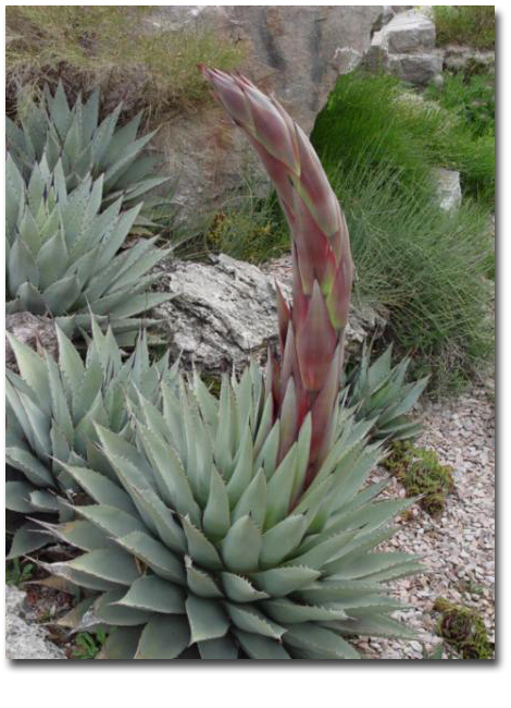 Mescal agave (Agave parryi var. neomexicana) 5 szem