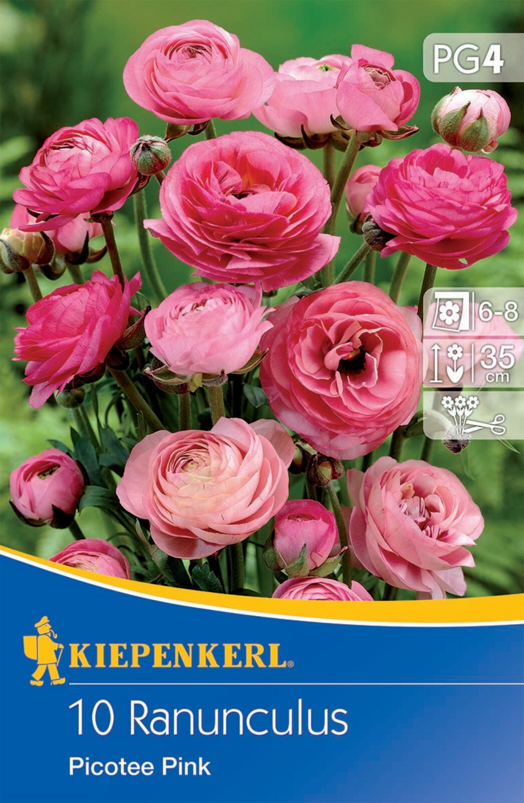 Bulbs Buttercup Picotee Pink Kiepenkerl 10 pcs