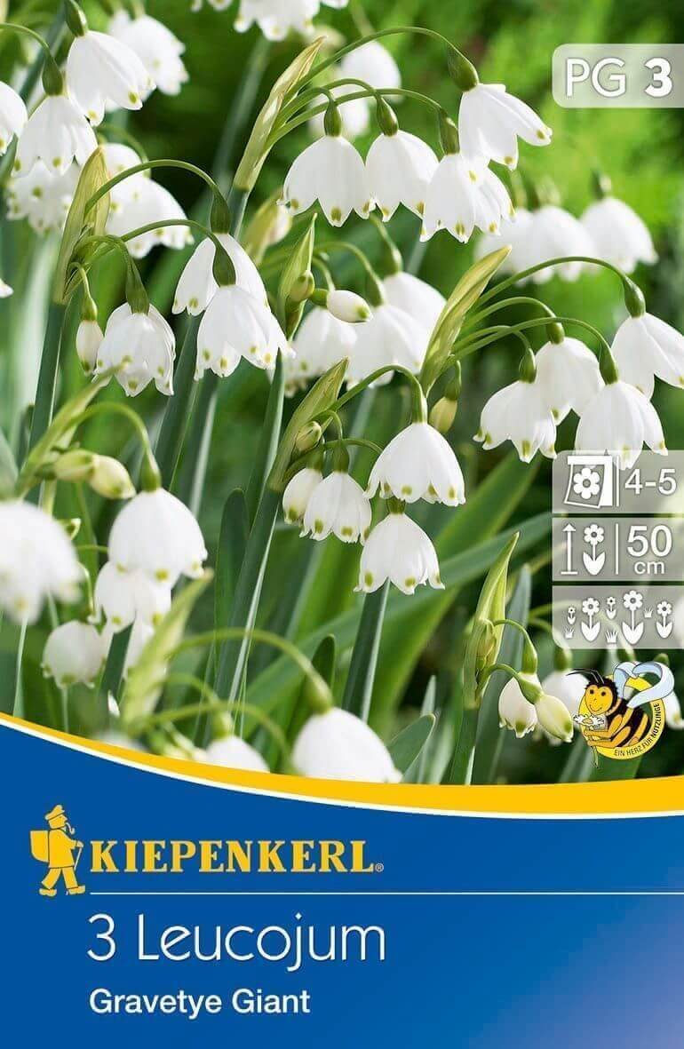 Virághagyma Tőzike Gravetye Giant 3 db Kiepenkerl