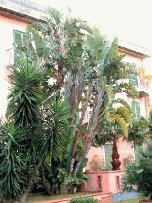 Utazók pálmája (Ravenala madagascariensis) 5 szem