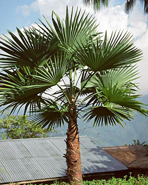 Hemp Palm (Trachycarpus latisectus) 5 seeds