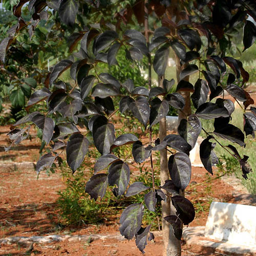 Demoklesz fája (Oroxylum indicum) 5 szem