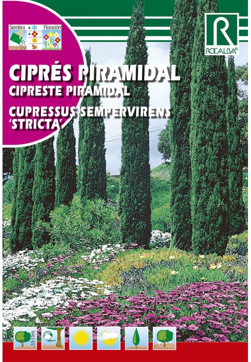 European Cypress (Cupressus sempervirens) Rocalba 2 g