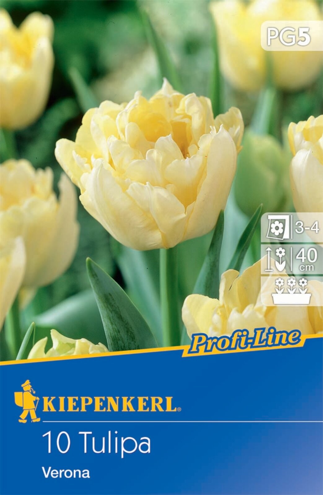 Virághagyma Tulipán Verona Profi-Line Kiepenkerl 10 db