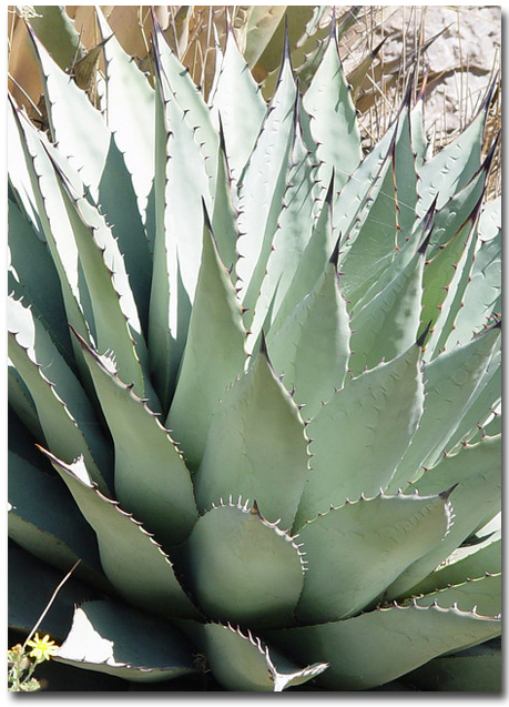 Mescal agave (Agave parryi var. neomexicana) 5 szem