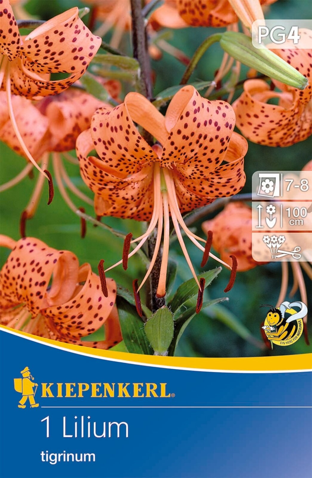 Virághagyma Tigrisliliom Tigerlilie (narancs) Kiepenkerl 1 db