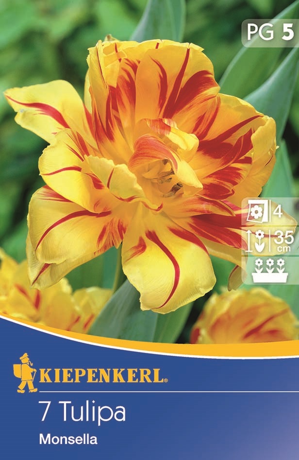 Tulipánhagyma telt, Kiepenkerl Monsella 7 db