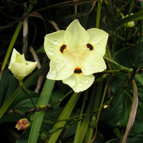 Kétlaki kaffernőszirom (Dietes bicolor) 5 szem