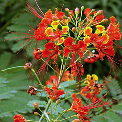 Pompás pillangófa (Caesalpinia pulcherrima) 5 szem