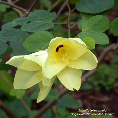 Yellow-flowered orchid tree (Bauhinia tomentosa) 5 seeds